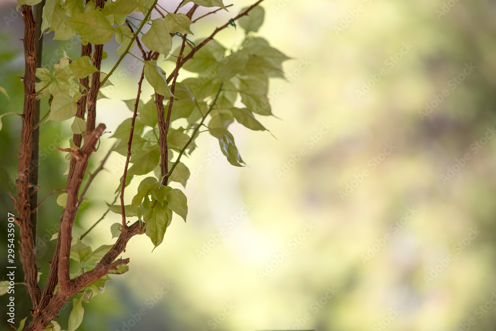 Green leaves in a defocussed background. Green leaves in a defocussed background.