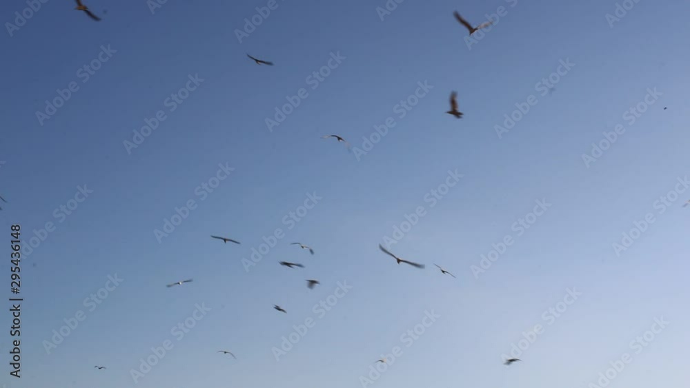 Seagulls flying in the sky, flock of birds, blue sky background Seagulls flying in the sky, flock of birds, blue sky background