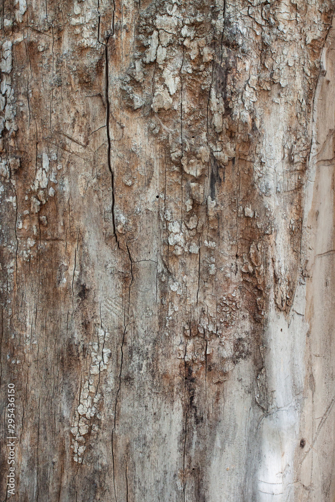 Old tree shabby bark texture background macro Old tree shabby bark texture background macro