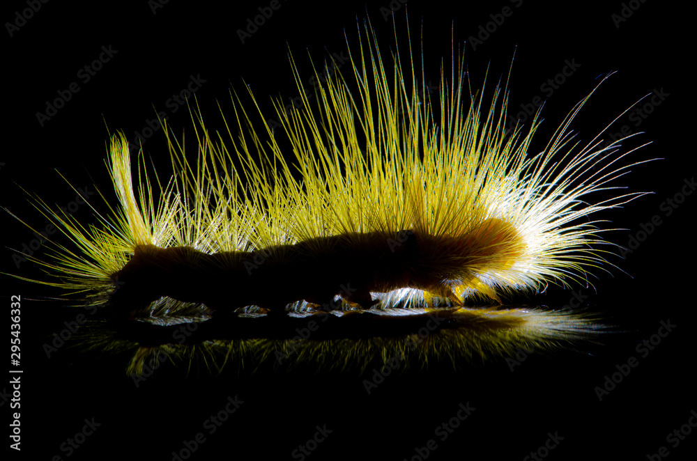 Caterpillar, The worm-shaped worm with yellow hairs on black background