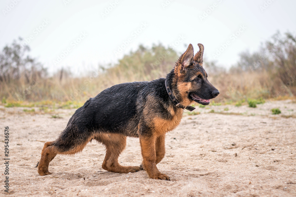 Male german shepherd cheap