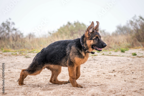 Male German Shepherd puppy in runnung action. Purebreed dog running by beach shore. Natural background. Happy home pet. New best friend.
