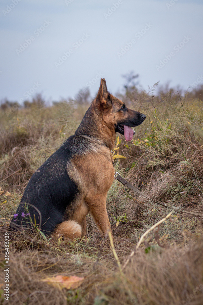 Naklejka premium German Shepherd dog sitting in grass, Autumn field. Domestic animal. Home pet and family guardian. Wild nature.