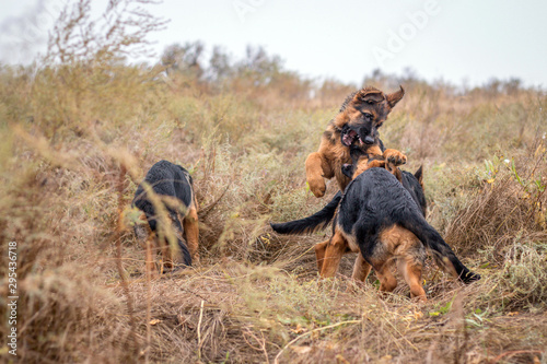 Puppies playing outdoors. German Shepherd dogs in autumn field. Domestic animal. Home pet and family guardian. Wild nature.