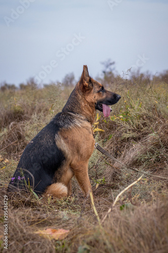 German Shepherd dog sitting in grass, Autumn field. Domestic animal. Home pet and family guardian. Wild nature. © hardvicore