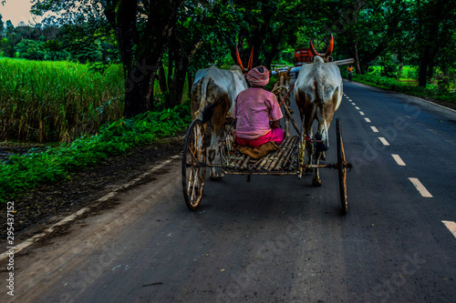 Picture of a old man riding bullock cart on the road on the way to work in India © Vinodkumar