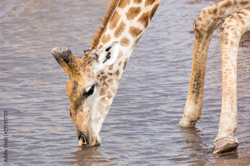 Photography Close up of a drinking giraffe, Etosha, Namibia, Africa