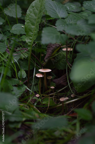 Mushrooms in the forest - behind grass and moss on the ground - closeup photo