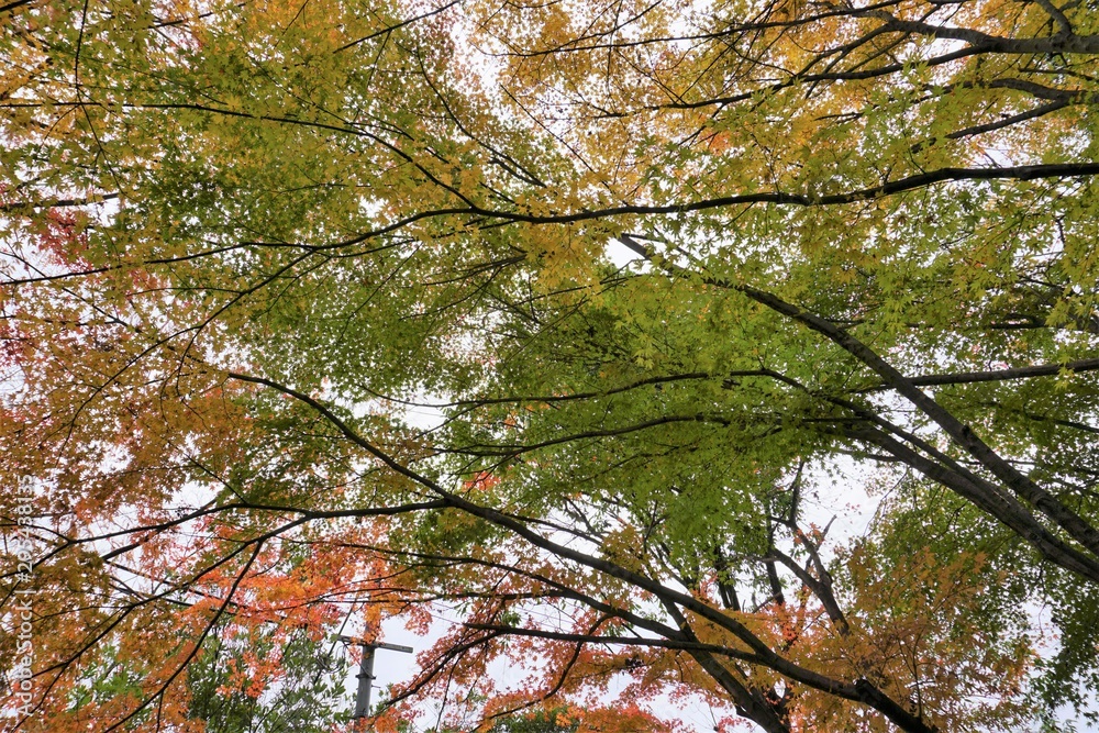 Fototapeta premium 空を見上げると紅葉のグラデーション