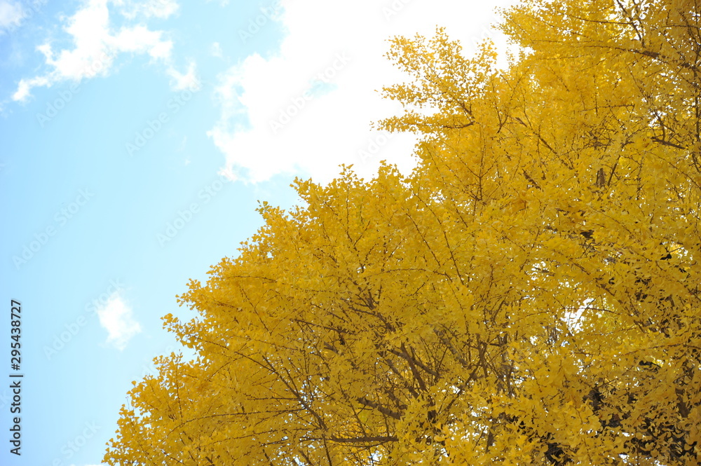 Fototapeta premium イチョウと空