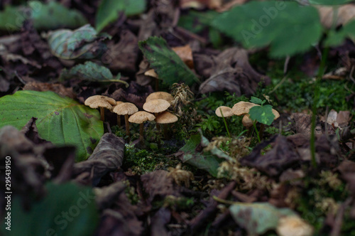 Mushrooms in the forest - moss and leaves on the ground