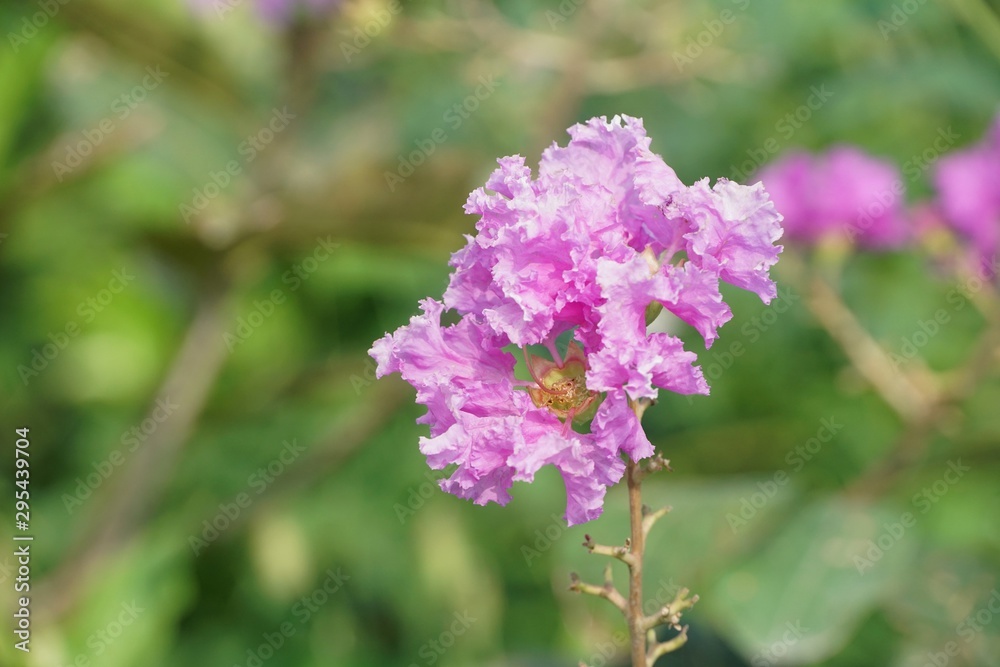 Lagerstroemia speciosa flower in nature garden Lagerstroemia speciosa flower in nature garden