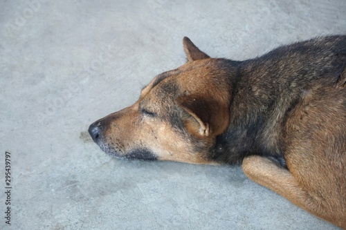 cute dog sleep on cement floor © mansum008
