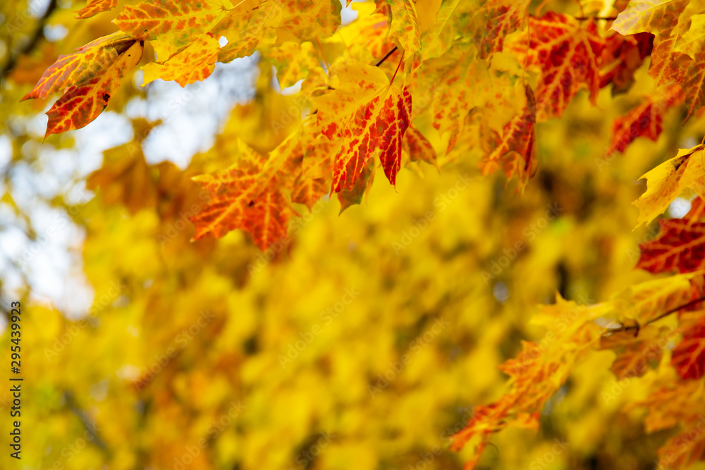 bright fiery yellow and red autumn maple leaves on a blurred background bright fiery yellow and red autumn maple leaves on a blurred background