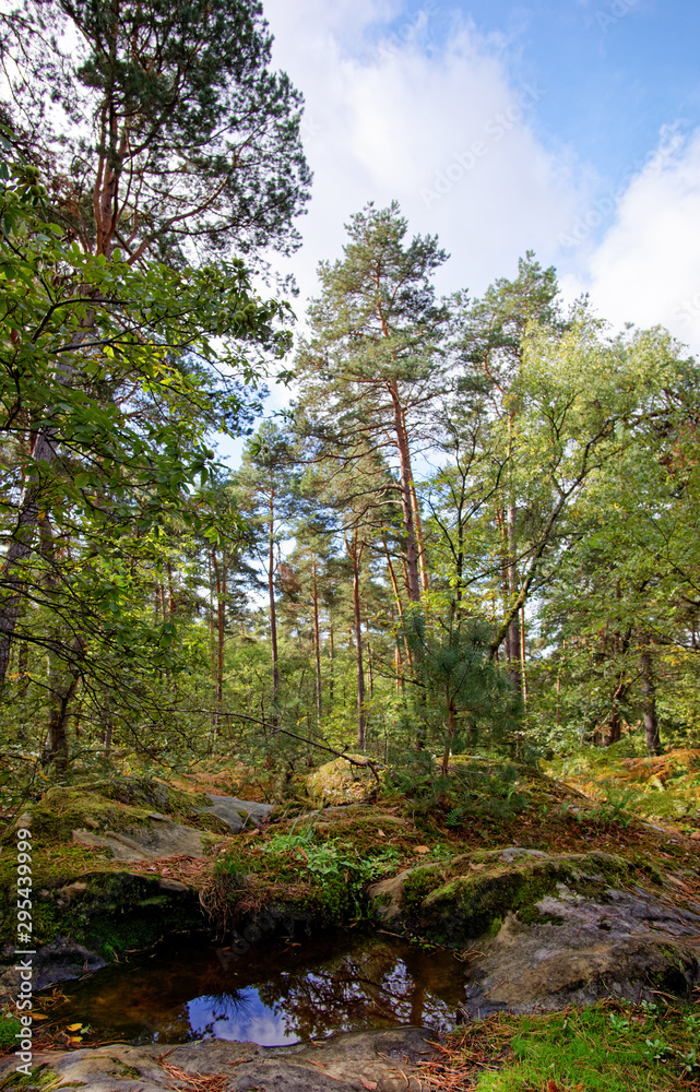 Obraz premium Pine trees and rocks in fontainebleau forest