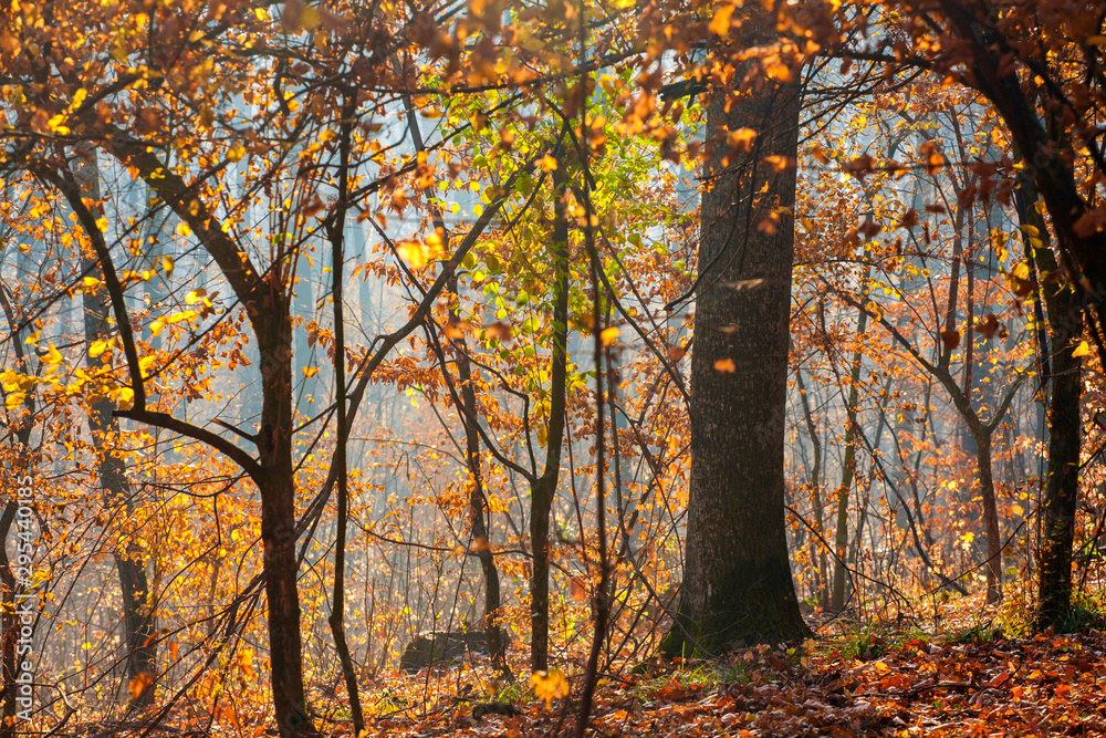 Fototapeta premium Colorful and foggy autumn forest