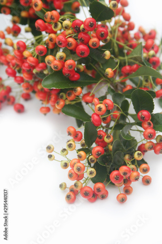 Pyracantha branch with red berries isolated on white background. Firethorn branch on white on autumn