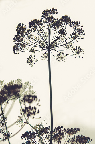 On the bed grew dill .Texture or background