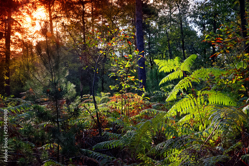 ferns and autumn season in  fontainebleau forest