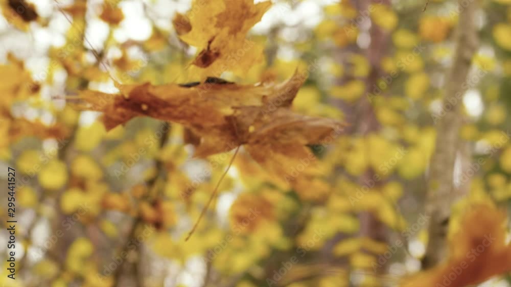 Slow motion shot of falling autumn leaves.Trees in autumnal forest Slow motion shot of falling autumn leaves.Trees in autumnal forest