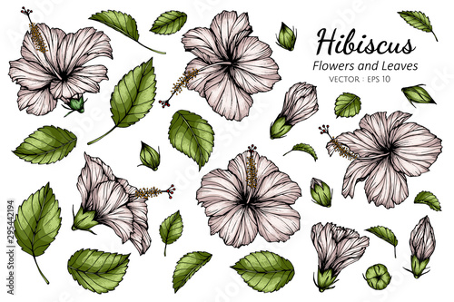 Set of Hibiscus flower and leaf drawing illustration on white backgrounds.
