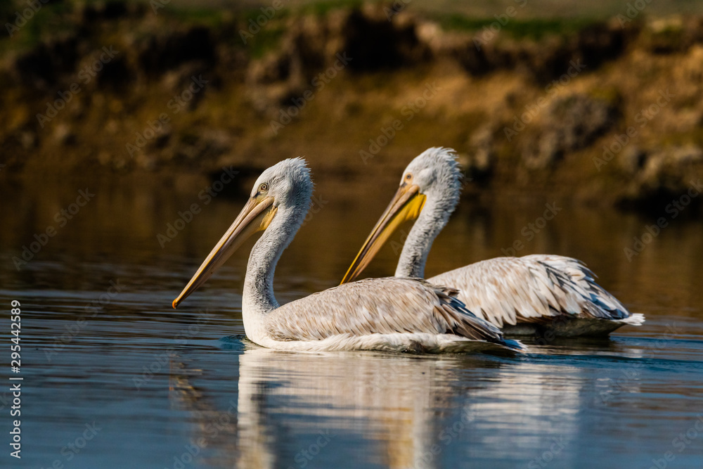 dalmatian pelican or pelecanus crispus mating pair swimming in water during winter migration time in wetland of keoladeo national park or bird sanctuary , bharatpur, rajasthan, india. dalmatian pelican or pelecanus crispus mating pair swimming in water during winter migration time in wetland of keoladeo national park or bird sanctuary , bharatpur, rajasthan, india.