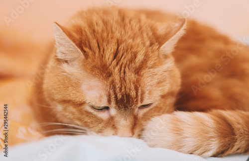 Sleepy ginger cat. Selective focus. © Vladimir Arndt