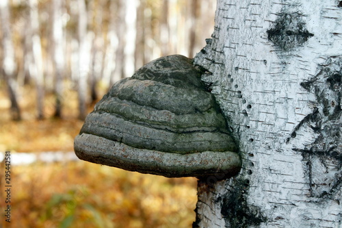 fungus on the tree