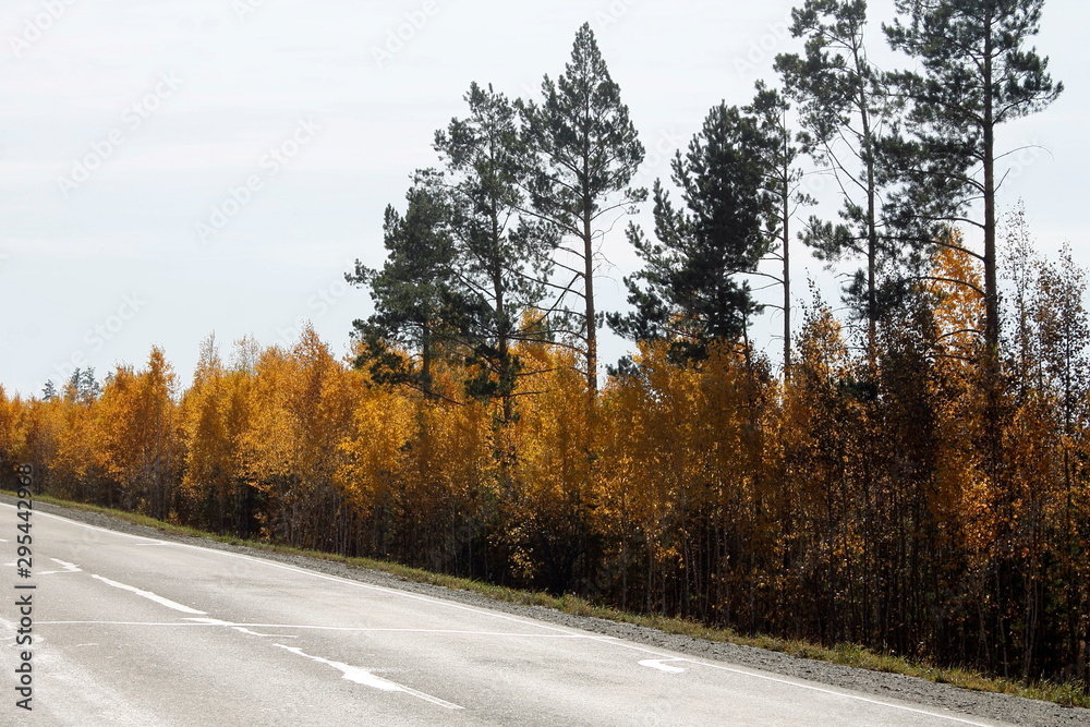 road in winter forest road in winter forest