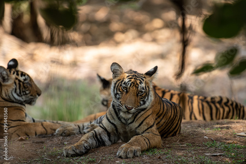bengal tiger cub headshot or head shot at Ranthambore National Park - panthera tigris