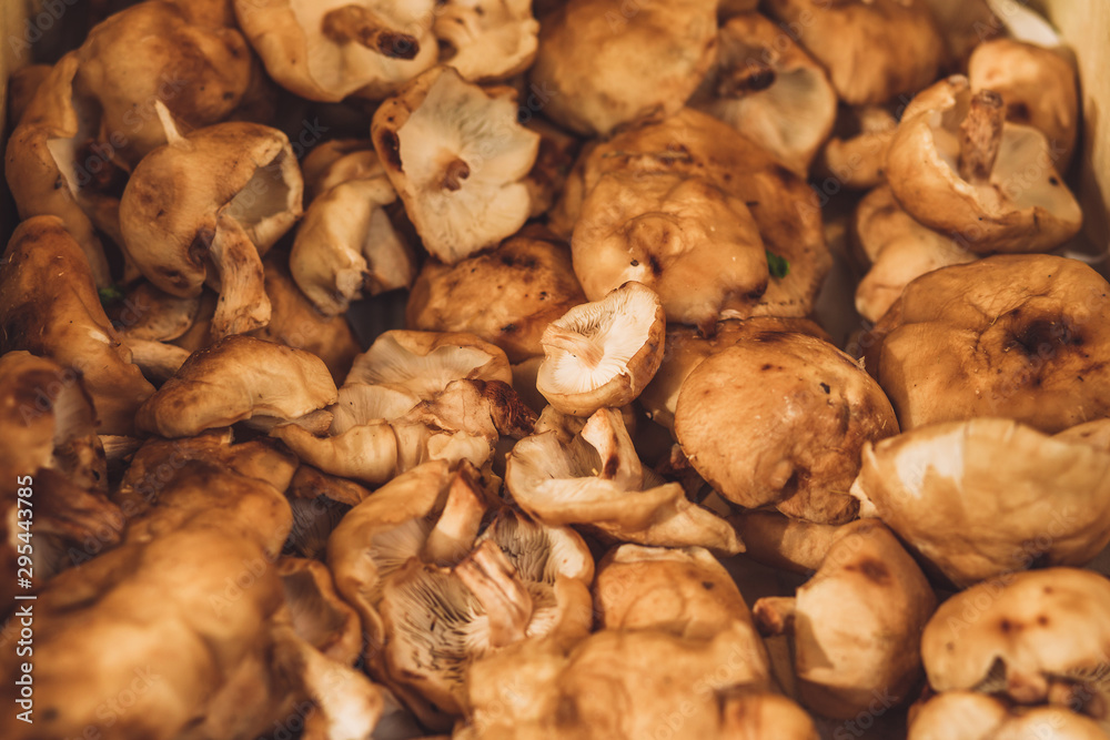 Closeup fresh mushrooms - fruit rural market Closeup fresh mushrooms - fruit rural market