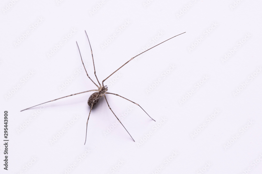 Daddy long legs, spider close up side view Daddy long legs, spider close up side view