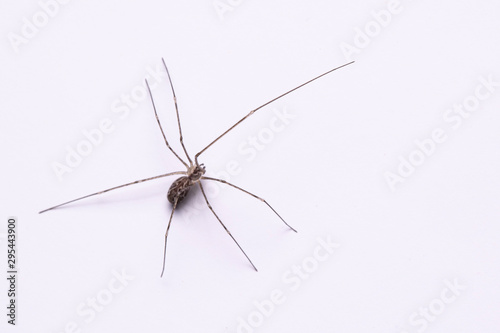 Daddy long legs, spider close up side view