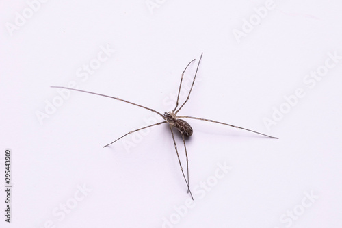 Daddy long legs, spider close up dorsal view