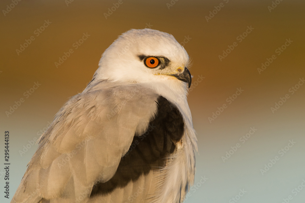 black shouldered kite - portrait 