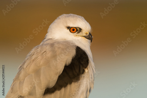 black shouldered kite - portrait 