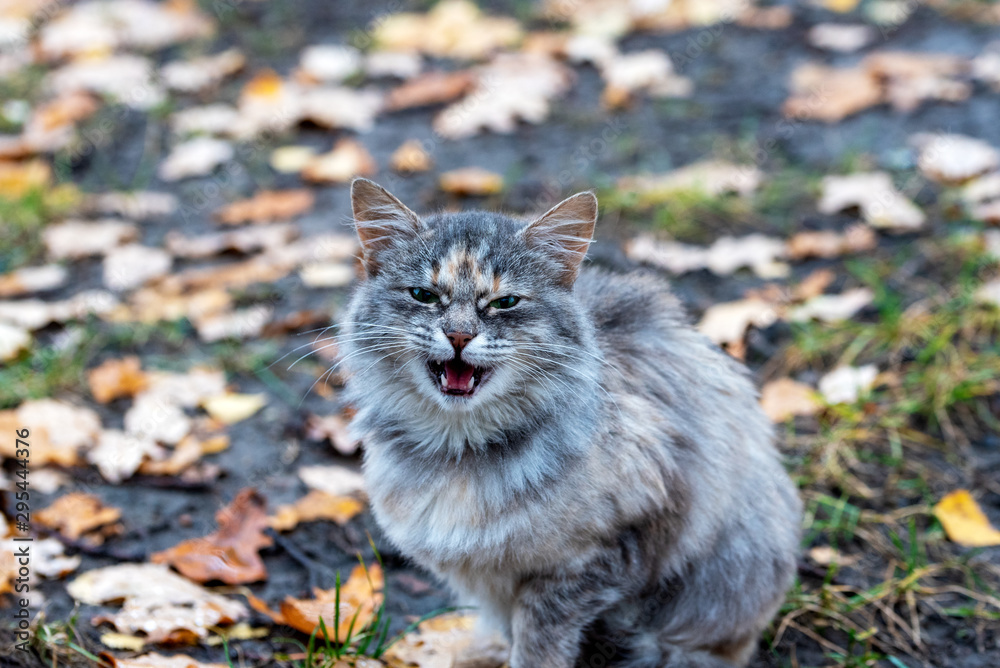 Fototapeta premium A disgruntled, grinning cat on a blurred background of autumn leaves. Selective focus.