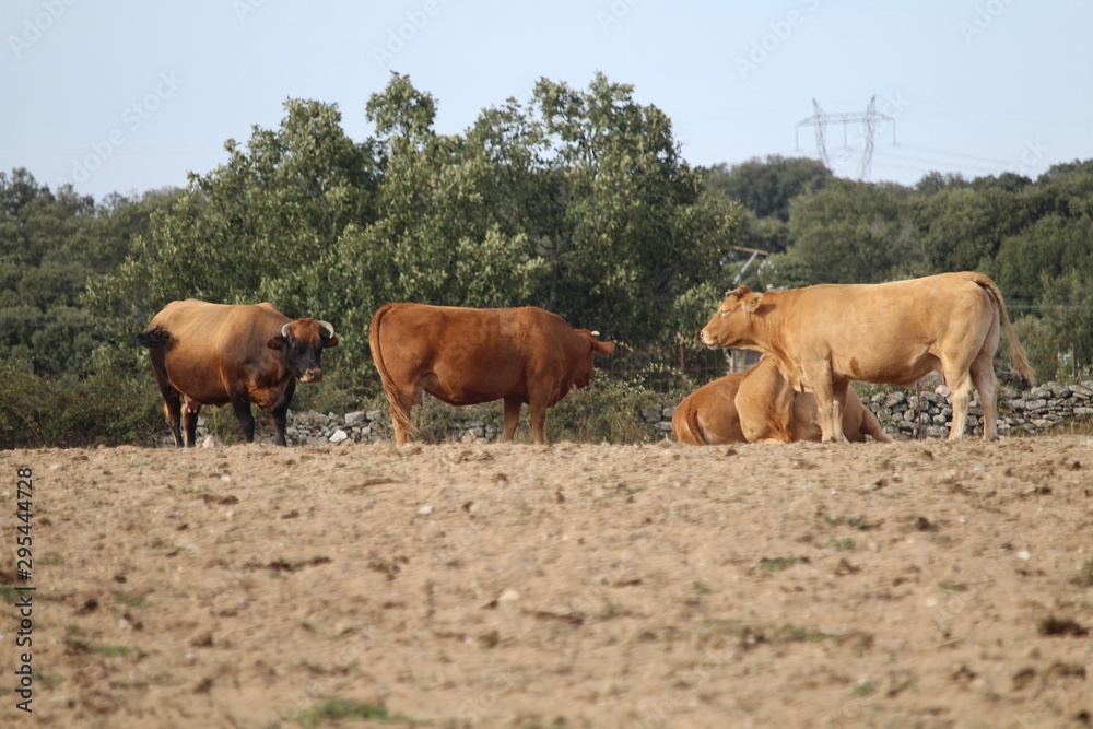 Obraz premium Beautiful photo of cows of great size and weight