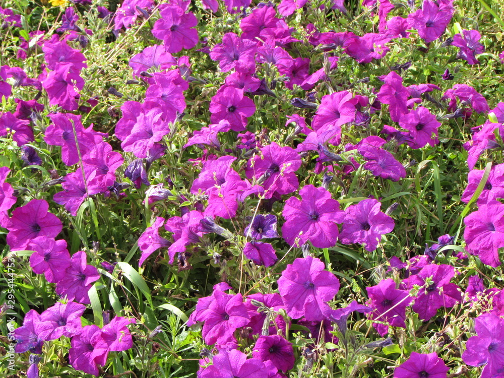 Obraz premium flowers. flower