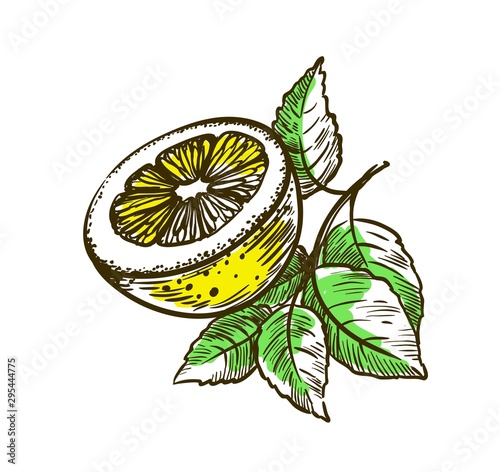 ripe lemon on a branch. vector illustration isolated on white