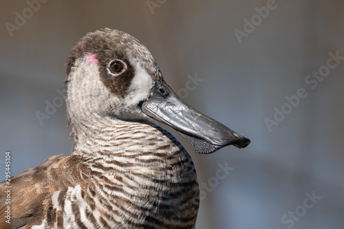 Pink Eared Duck - Western Treatment Plant