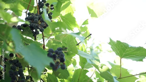 black grapes in the vineyard bright Sunny day