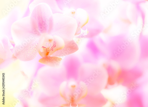 Orchidee  Orchideenbl  ten  zart  pastell