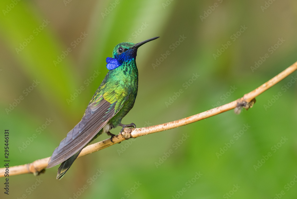 Sparkling Violet-ear - Colibri coruscans, beautiful green hummingbird with blue ears from Andean slopes of South America, Wild Sumaco, Ecuador.