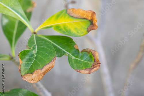 Dry leaf burnt and damaged by sunlight