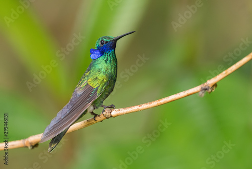 Sparkling Violet-ear - Colibri coruscans, beautiful green hummingbird with blue ears from Andean slopes of South America, Wild Sumaco, Ecuador.