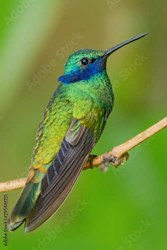 Sparkling Violet-ear - Colibri coruscans, beautiful green hummingbird with blue ears from Andean slopes of South America, Wild Sumaco, Ecuador. © David