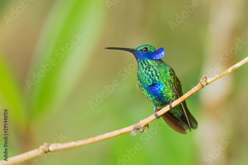 Sparkling Violet-ear - Colibri coruscans, beautiful green hummingbird with blue ears from Andean slopes of South America, Wild Sumaco, Ecuador. © David