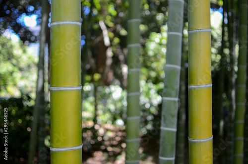 green bamboo in the forest.