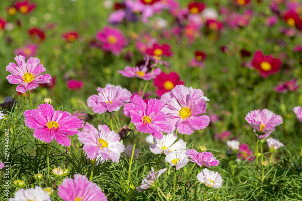 close-up of pink cosmos flowers plants close-up of pink cosmos flowers plants